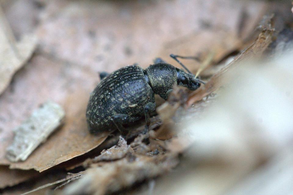 Otiorhynchus multipunctatus - sokpontos gyalogormányos