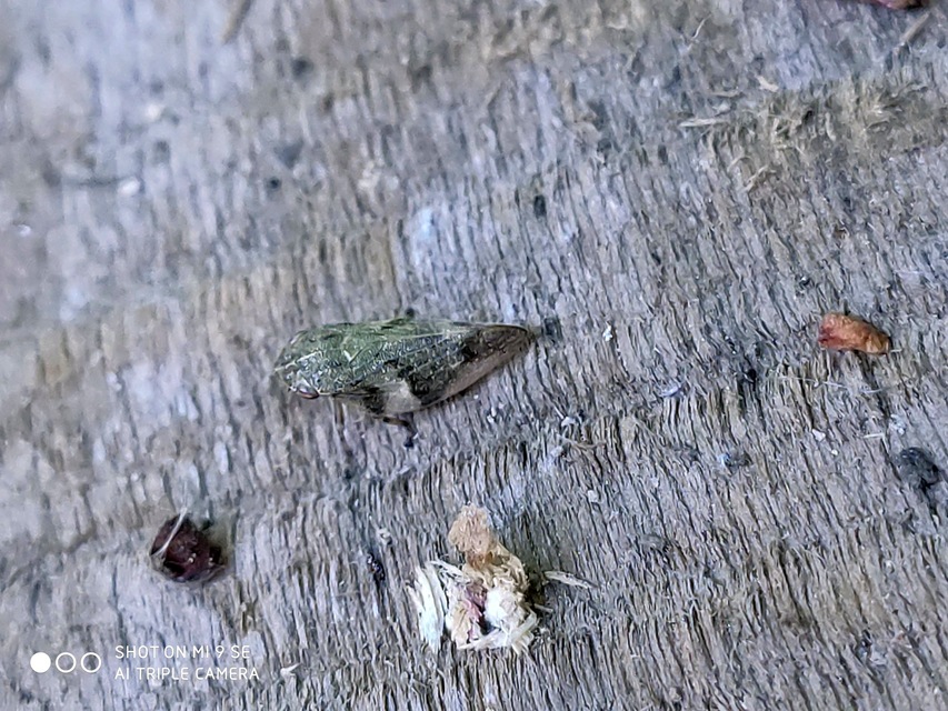 Aphrophora alni