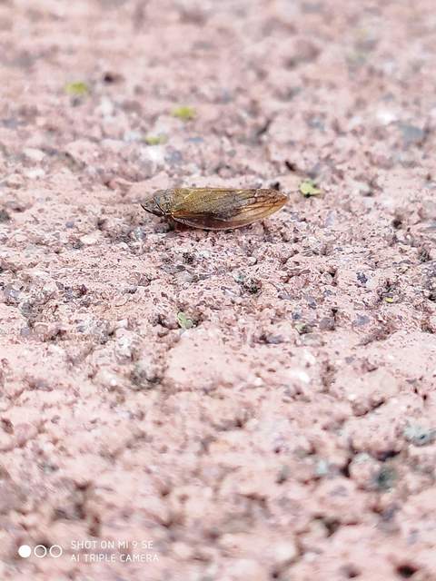 Aphrophora salicina