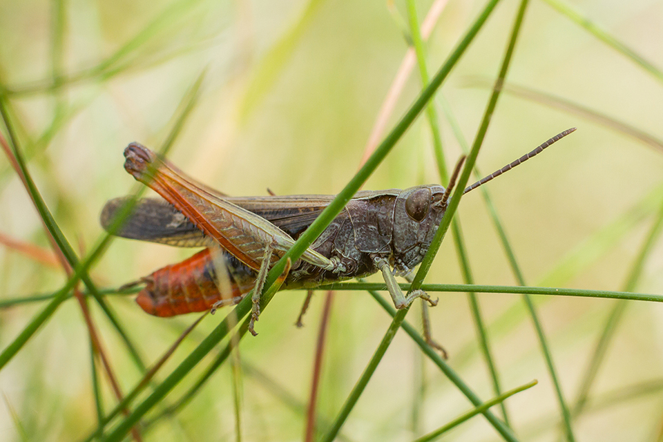 Omocestus rufipes - vöröshasú tarlósáska