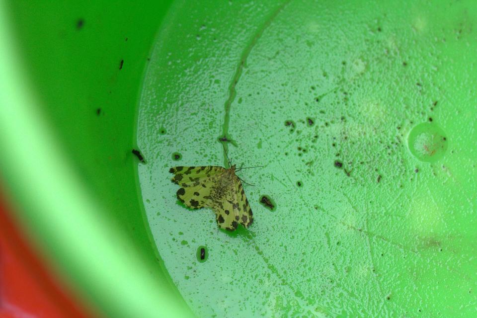 Pseudopanthera macularia - párducfoltos araszoló