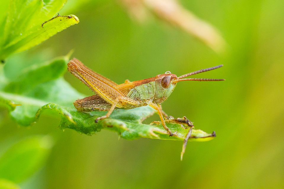 Chorthippus (Chorthippus) (subgenus)