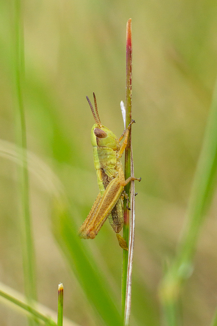 Chorthippus (Chorthippus) (subgenus)