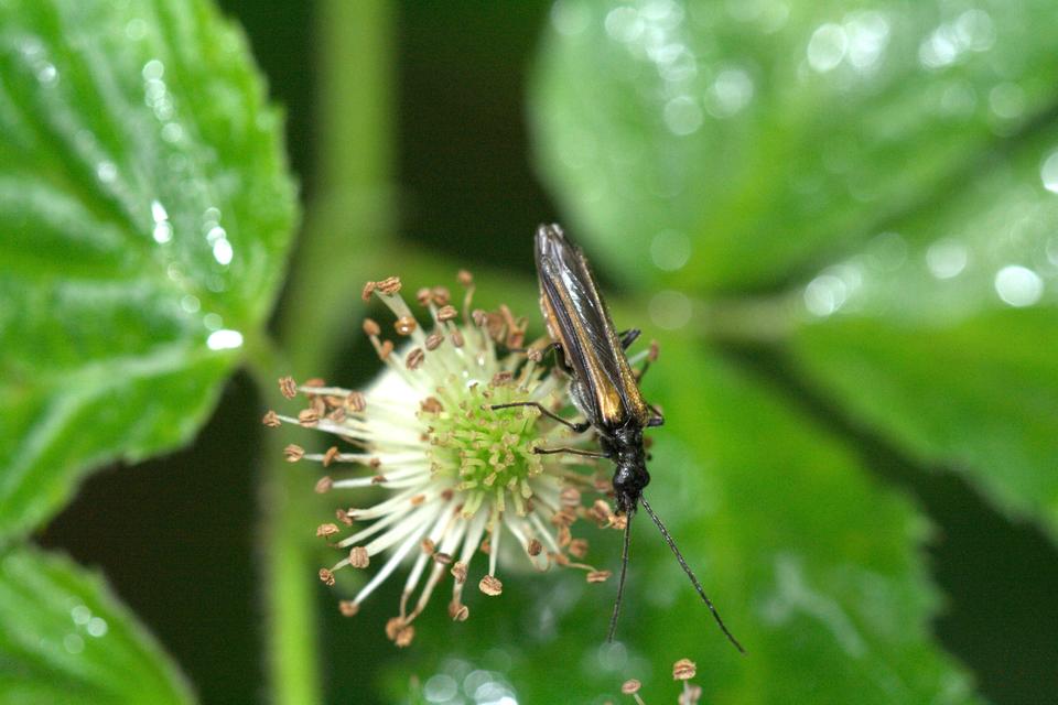 Oedemera pthysica - feketeszegélyű álcincér