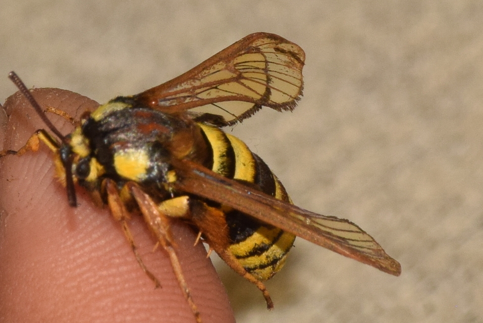 Sesia apiformis - darázslepke