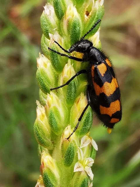 Mylabris pannonica - pannon hólyaghúzó Mylabris pannonica - pannon hólyaghúzó