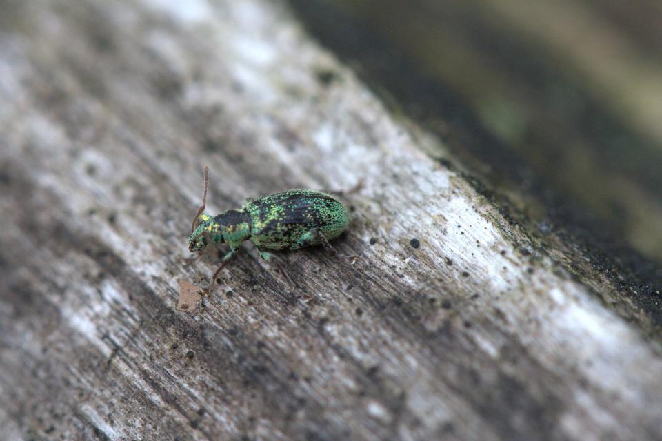 Phyllobius argentatus - ezüstös levélormányos
