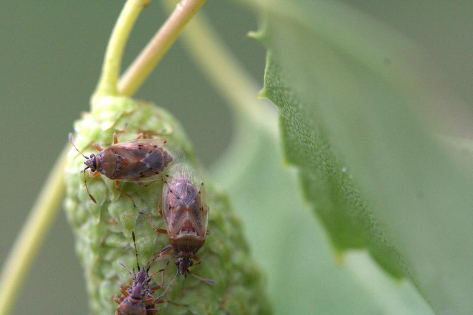 Kleidocerys resedae - nyírbodobács