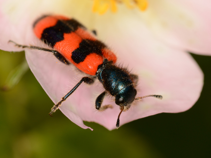 Trichodes apiarius - szalagos méhészbogár