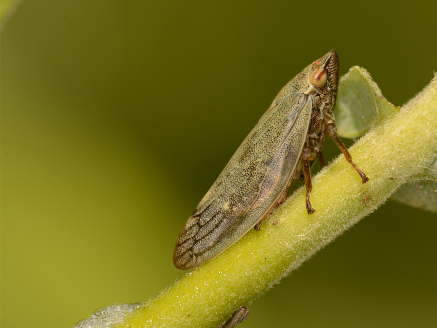 Aphrophora salicina