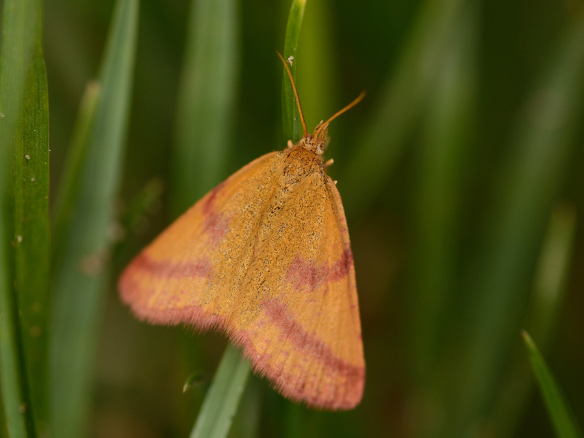 Lythria purpuraria - bíborsávos araszoló