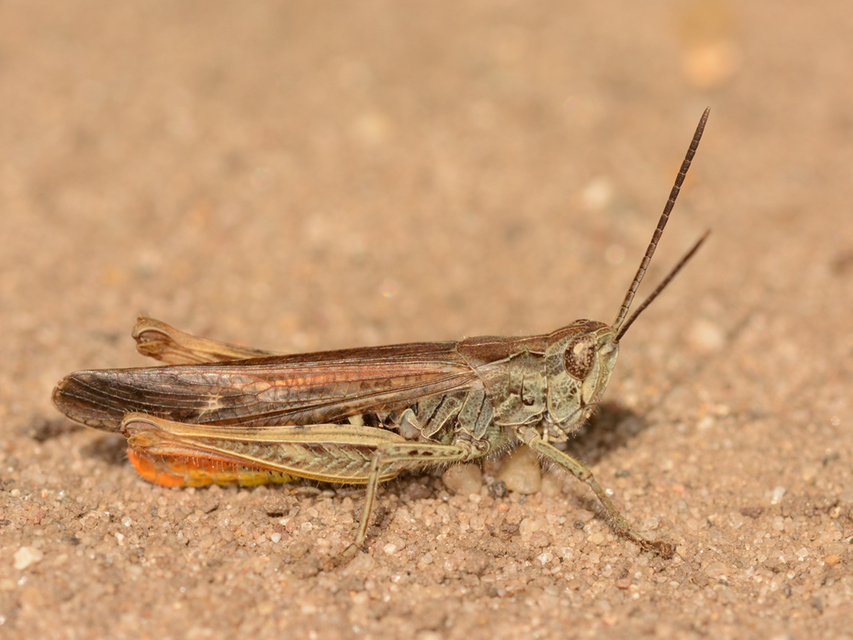 Chorthippus brunneus - közönséges tarlósáska