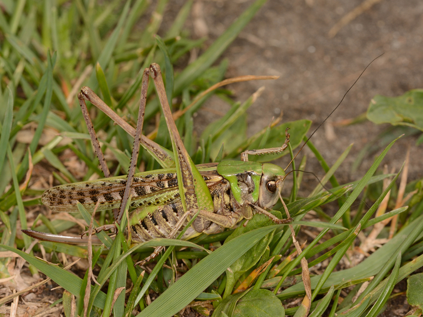 Decticus verrucivorus - szemölcsevő szöcske