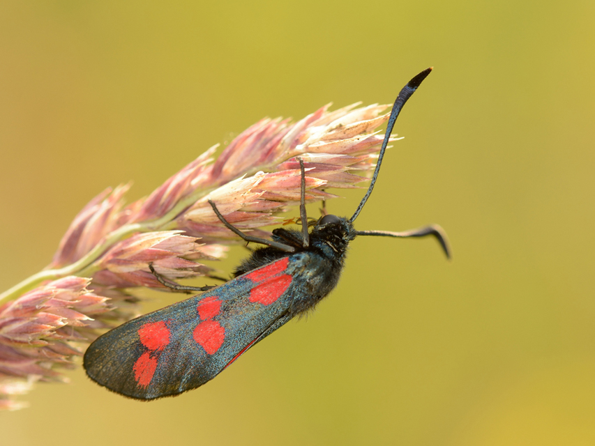 Zygaena filipendulae - acélszínű csüngőlepke