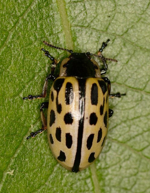 Chrysomela vigintipunctata - húszfoltos fűzlevelész Chrysomela vigintipunctata - húszfoltos fűzlevelész