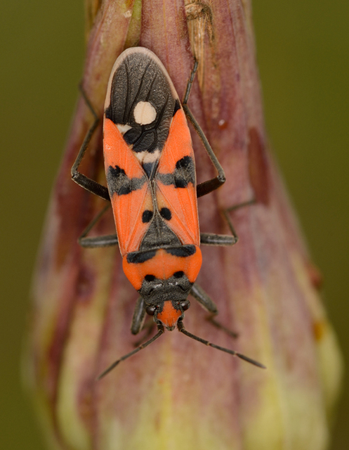 Lygaeus simulans - hamis lovagbodobács