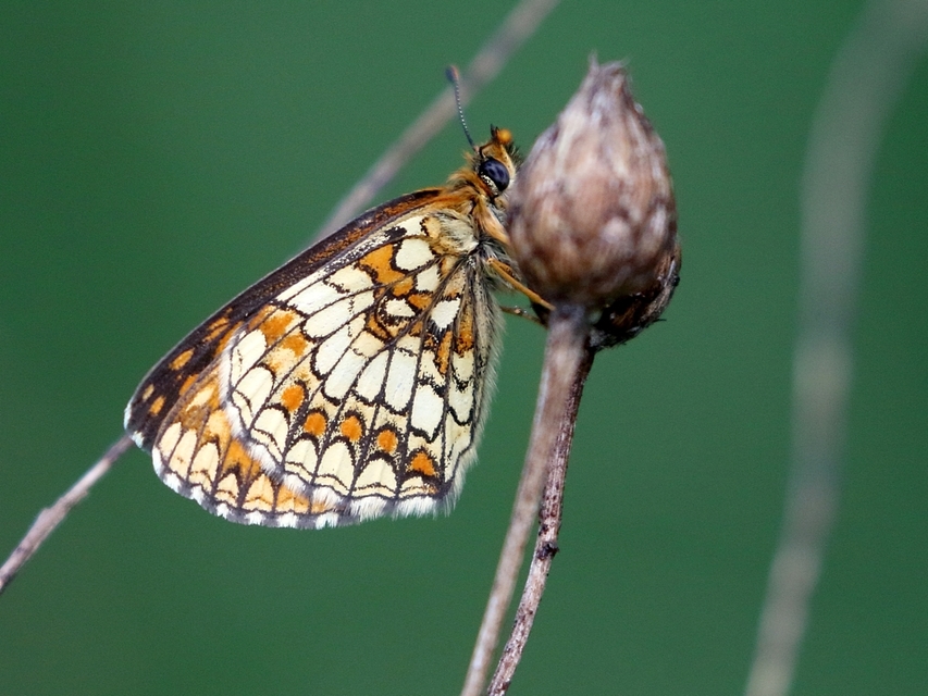 Melitaea athalia - közönséges tarkalepke
