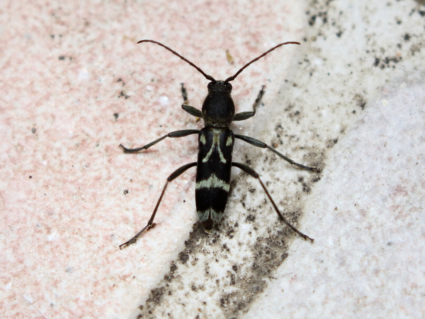 Chlorophorus figuratus - rajzos darázscincér