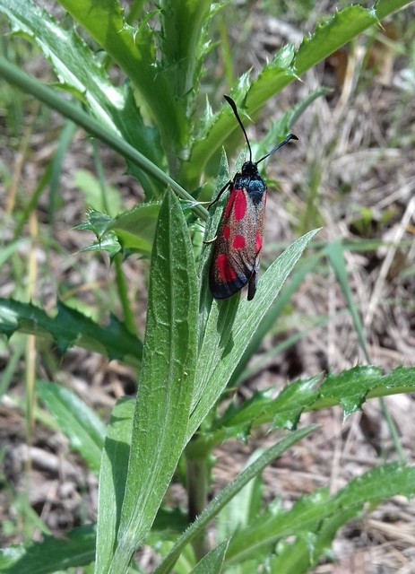 Zygaena loti - közönséges csüngőlepke