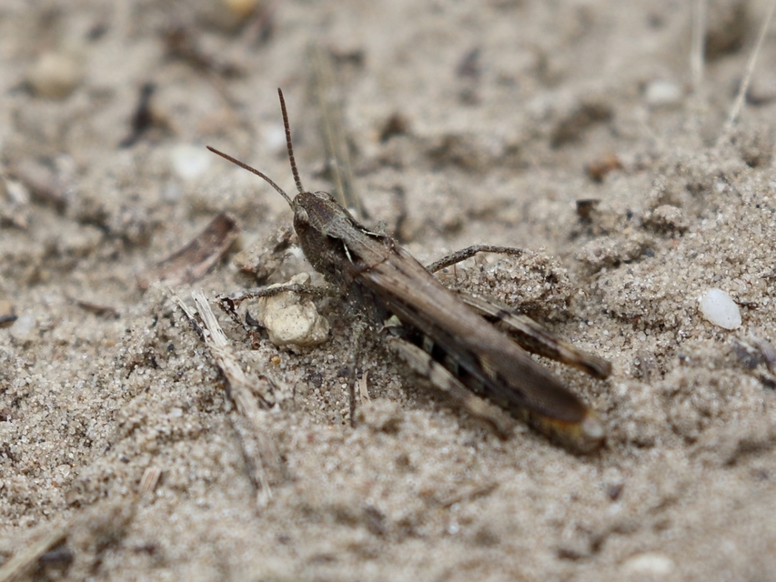 Chorthippus brunneus - közönséges tarlósáska