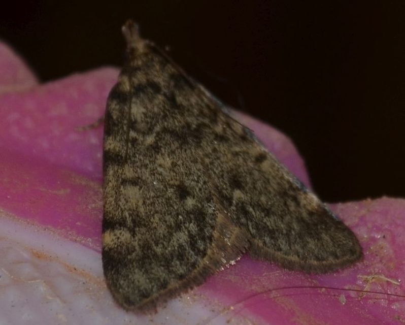 Aglossa pinguinalis - zsiradékmoly