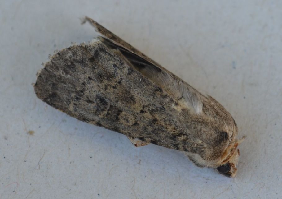 Rhyacia simulans - hamvas földibagoly