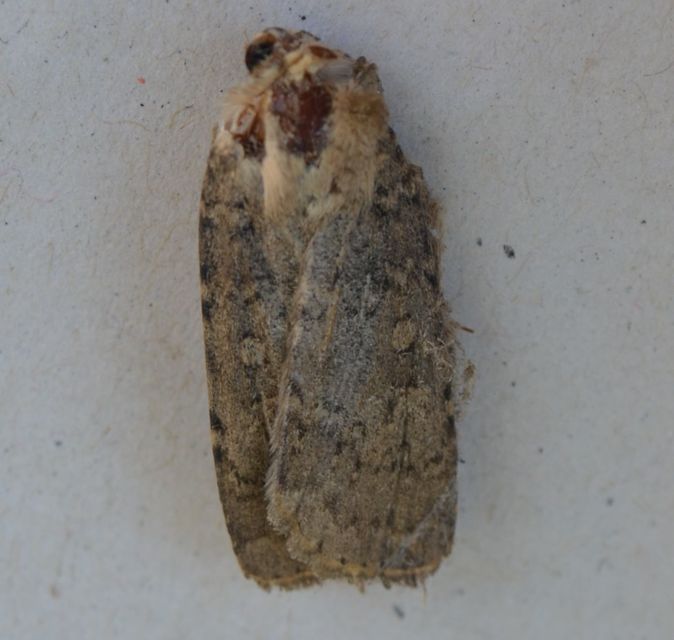 Rhyacia simulans - hamvas földibagoly