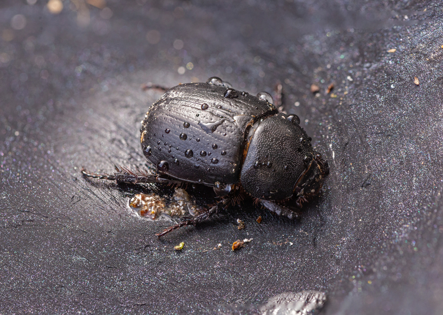 Pentodon idiota - butabogár