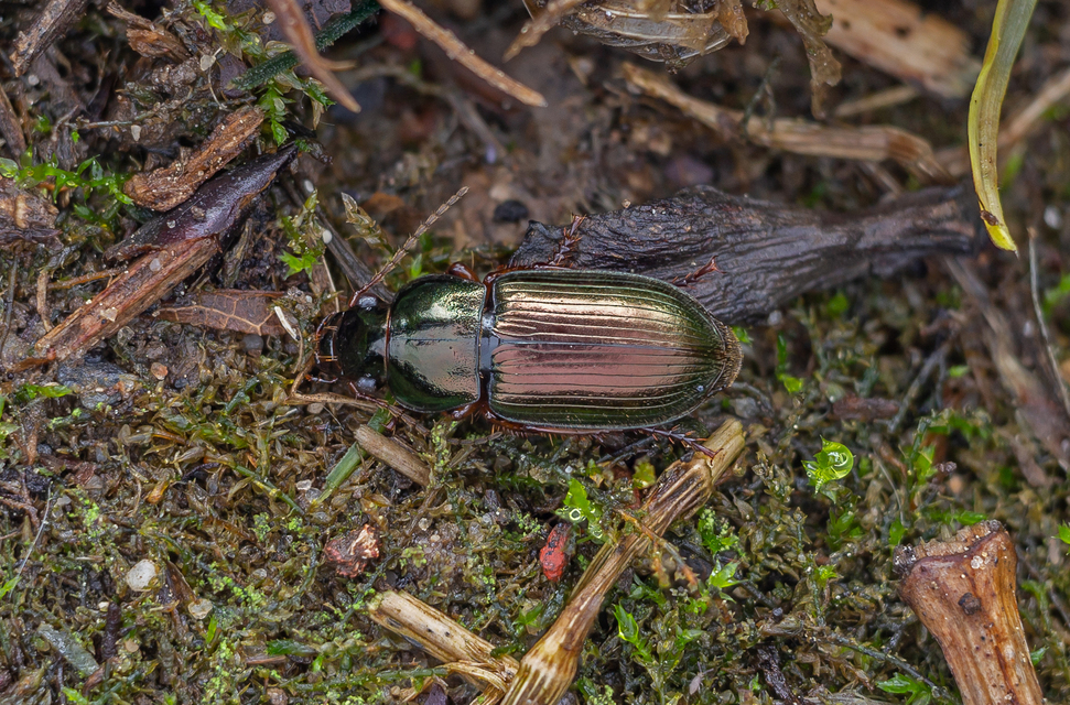 Harpalus affinis - szőrösszárnyú lomhafutó