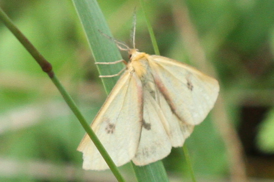 Diacrisia sannio - vörösszélű medvelepke