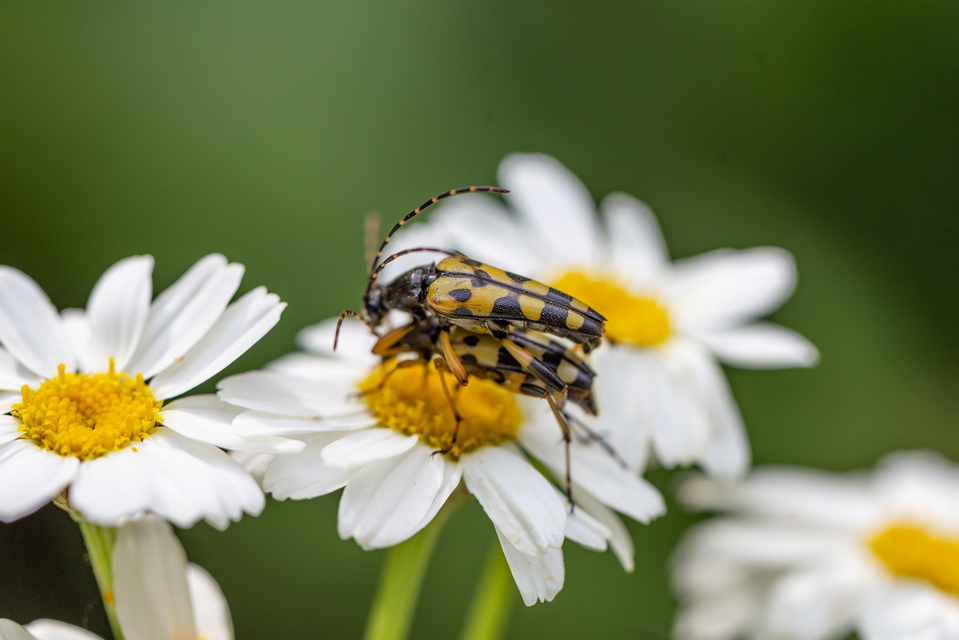 Rutpela maculata - tarkacsápú karcsúcincér