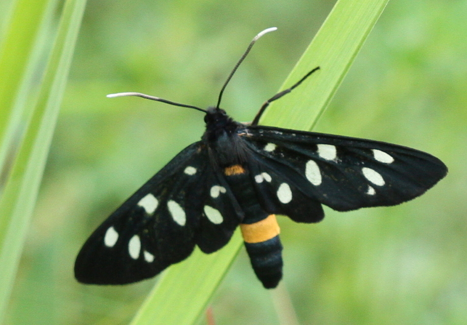 Amata phegea - fehérpettyes álcsüngőlepke