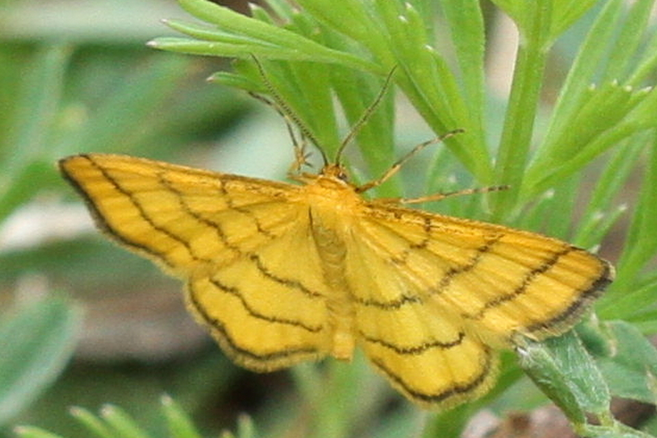 Idaea aureolaria - aranyos sávosaraszoló