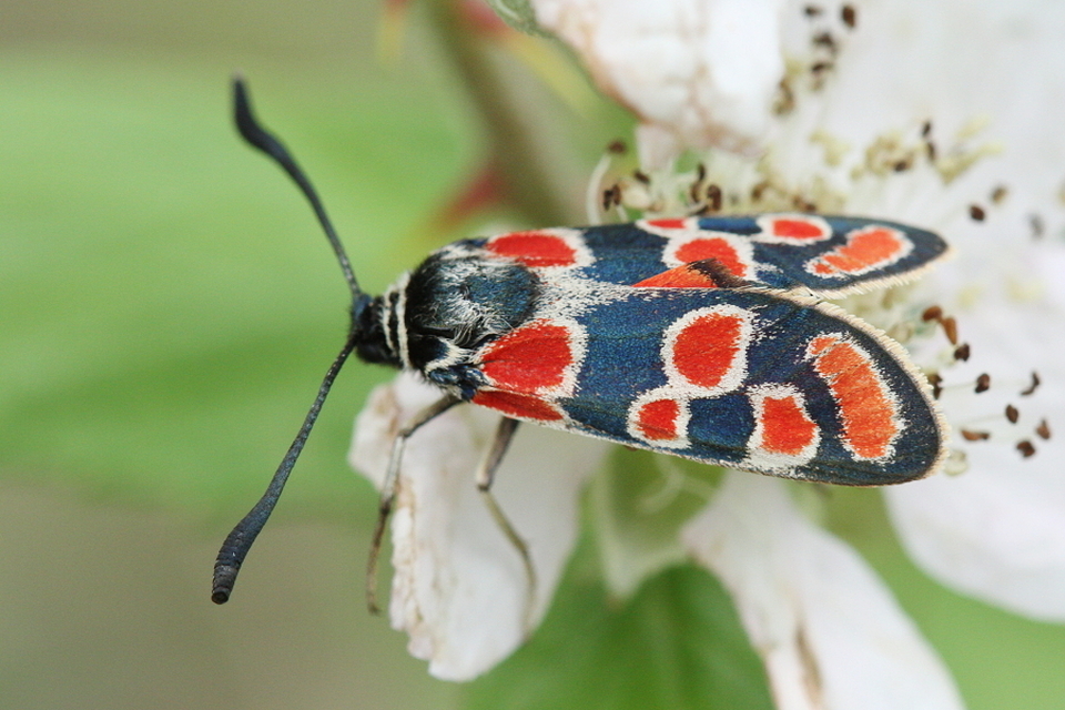 Zygaena carniolica - fehérgyűrűs csüngőlepke