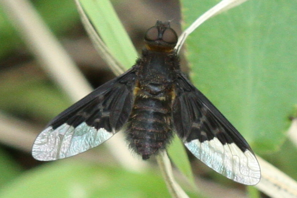 Hemipenthes morio - közönséges gyászlégy
