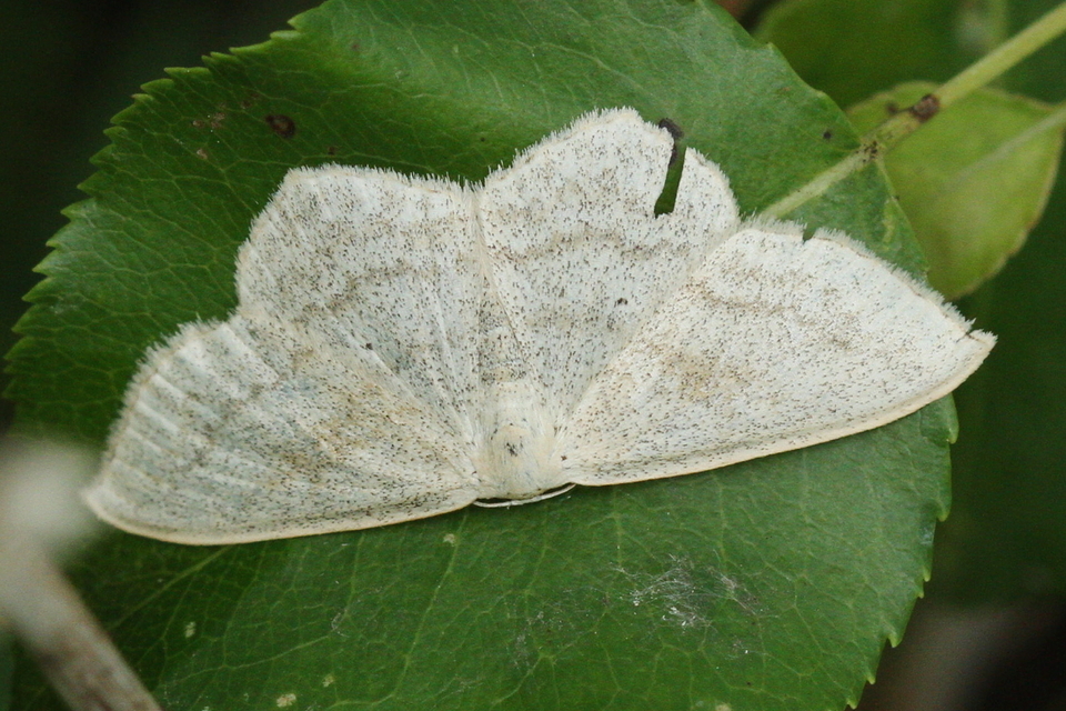 Scopula nigropunctata - feketepettyes araszoló