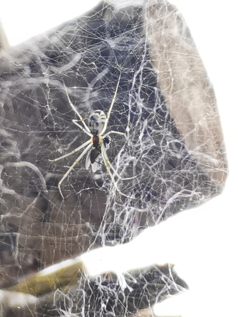 Neriene radiata - szegélyes vitorláspók