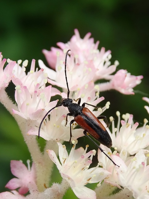 Stenurella melanura - feketevégű karcsúcincér