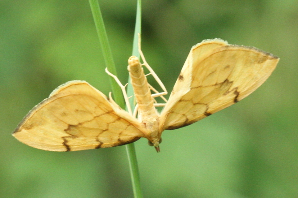 Eulithis pyraliata - sárga galajaraszoló