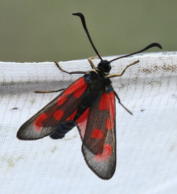 Zygaena loti - közönséges csüngőlepke