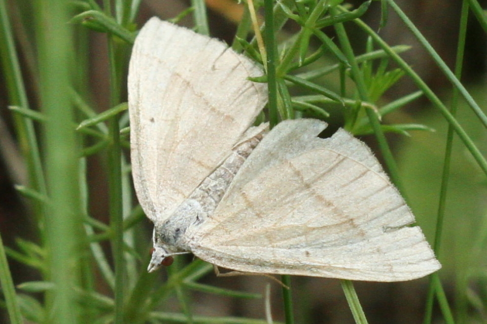 Scotopteryx mucronata/luridata/ignorata
