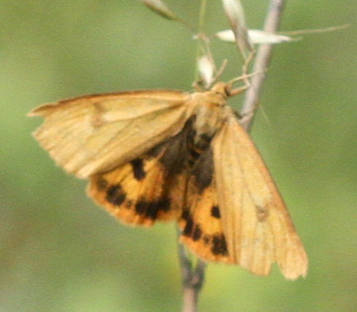 Diacrisia sannio - vörösszélű medvelepke