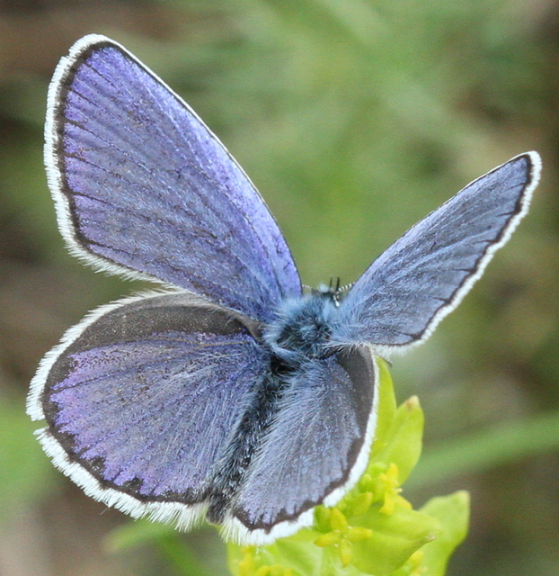 Plebejus argyrognomon - tintakék boglárka