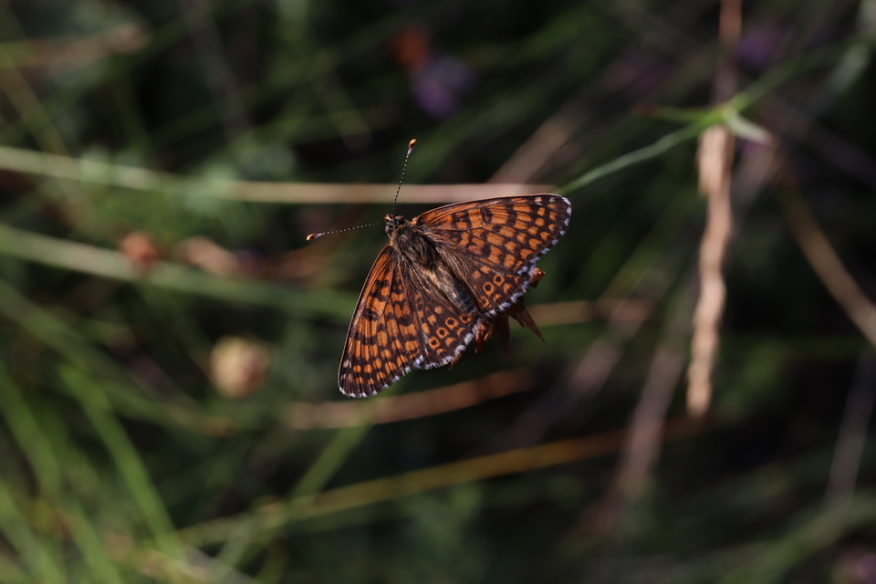 Melitaea cinxia - réti tarkalepke