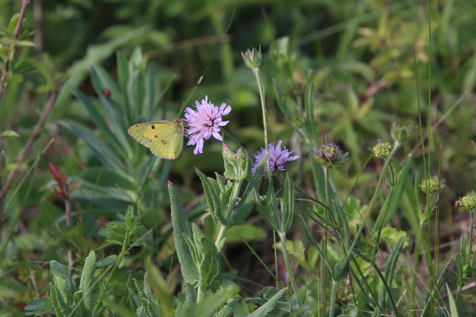 Colias croceus - sáfránylepke