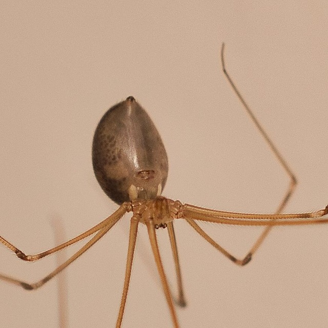 Pholcus phalangioides - nagy álkaszáspók