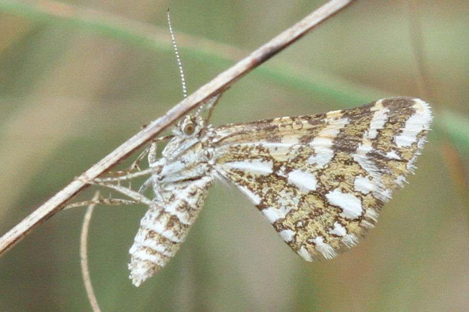 Narraga