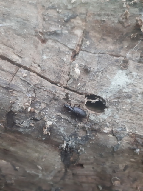 Limodromus assimilis - vöröslábú kisfutó