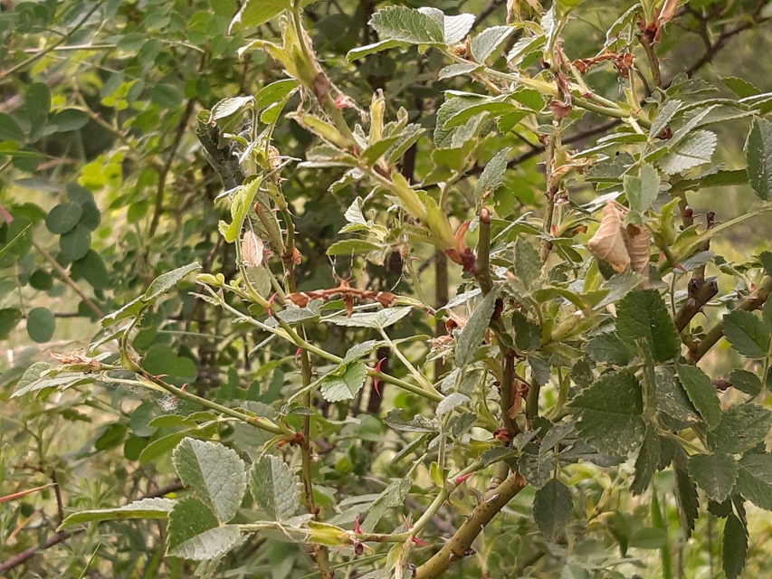 Cnaemidophorus rhododactyla - rózsabogyó-tollasmoly