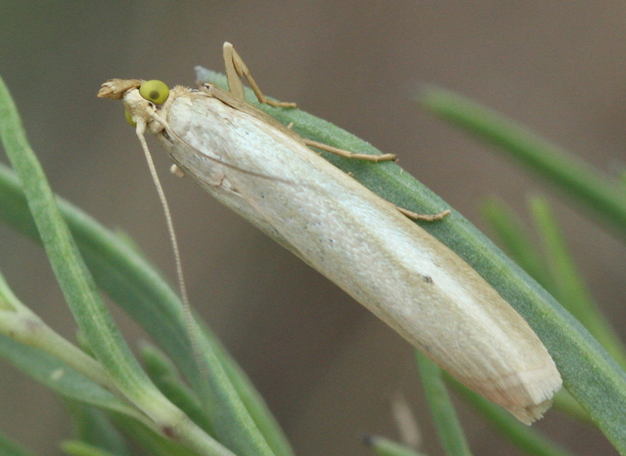 Selagia argyrella - ezüstös karcsúmoly